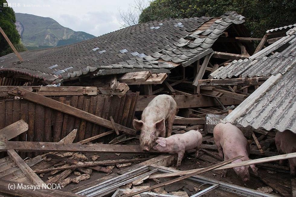 日本熊本地震现“猪坚强” 被解救后送往屠宰场